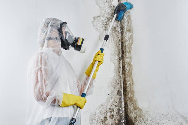 Best Affordable Mold Removal  in Burns Flat, OK