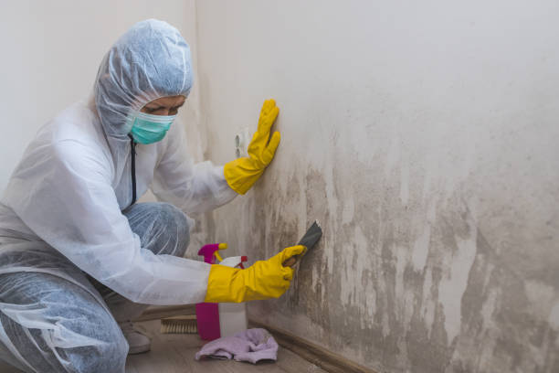 Professional Mold Removal in Burns Flat, OK