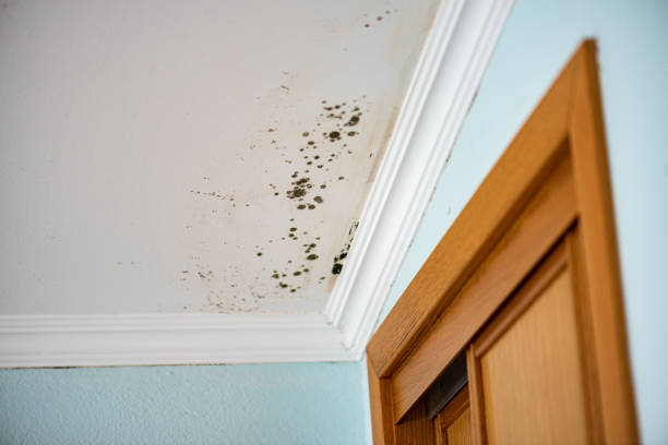 Best Black Mold Removal  in Burns Flat, OK