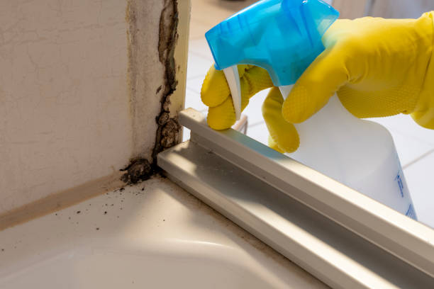 Best Best Mold Removal Companies  in Burns Flat, OK