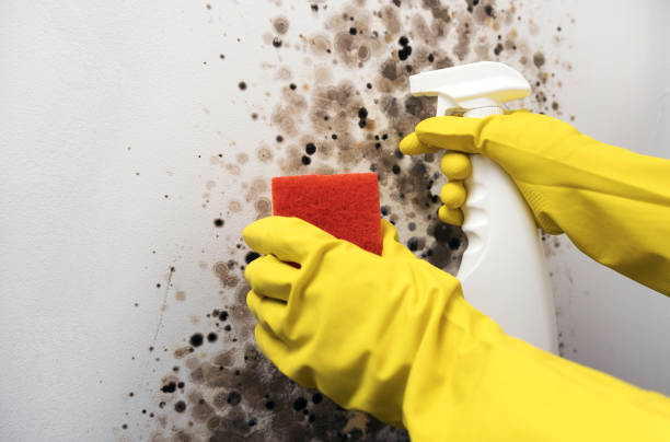 Best Crawl Space Mold Removal  in Burns Flat, OK