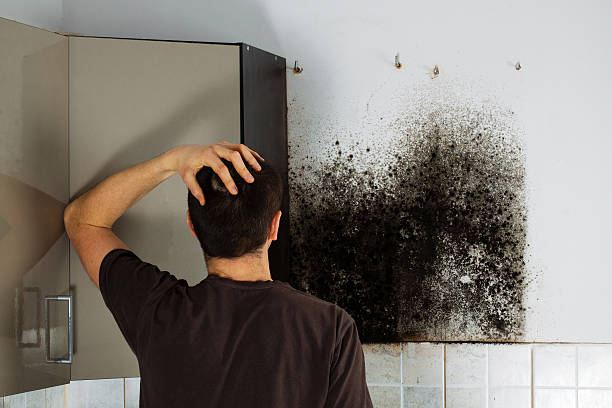 Best Mold Remediation  in Burns Flat, OK