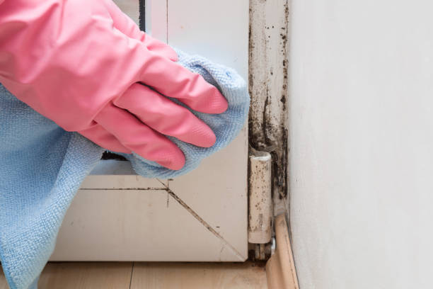 Trusted Burns Flat, OK Mold Removal Experts