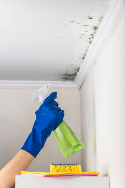 Best Attic Mold Removal  in Burns Flat, OK