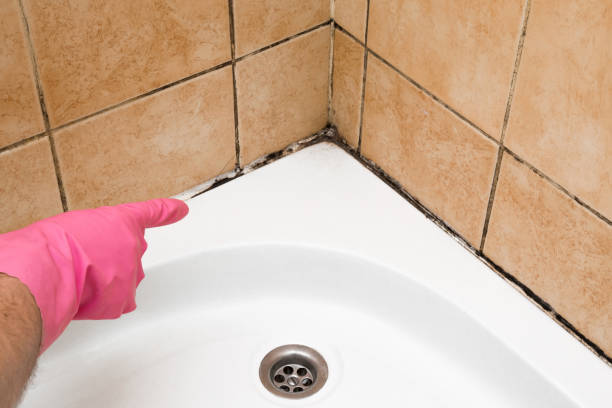 Professional Mold Removal in Burns Flat, OK